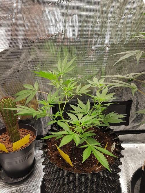 G-Thumper Auto by Good Genetix. Week 6 - 41 Tag