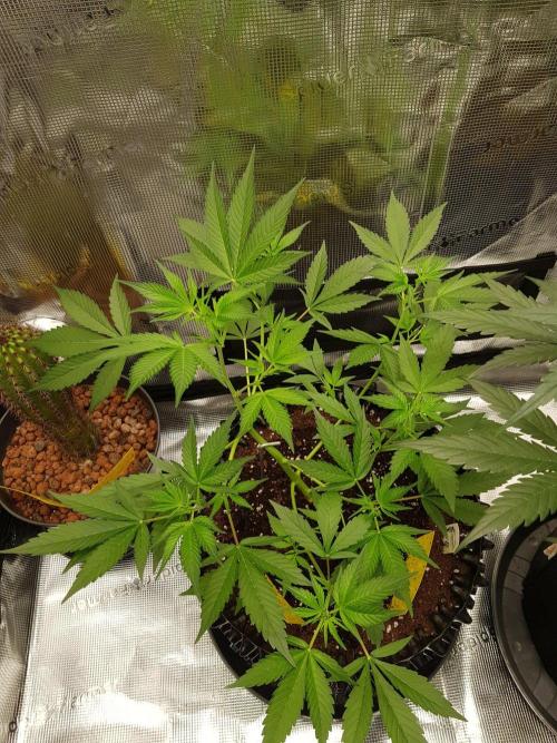 G-Thumper Auto by Good Genetix. Week 6 - 41 Tag