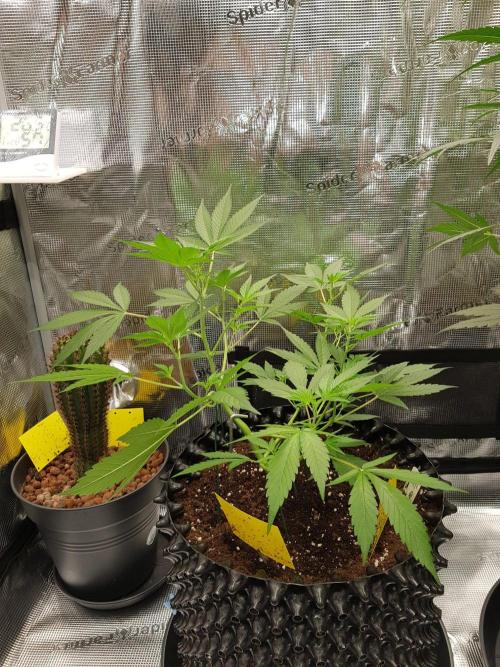 G-Thumper Auto by Good Genetix. Week 6 - 41 Tag