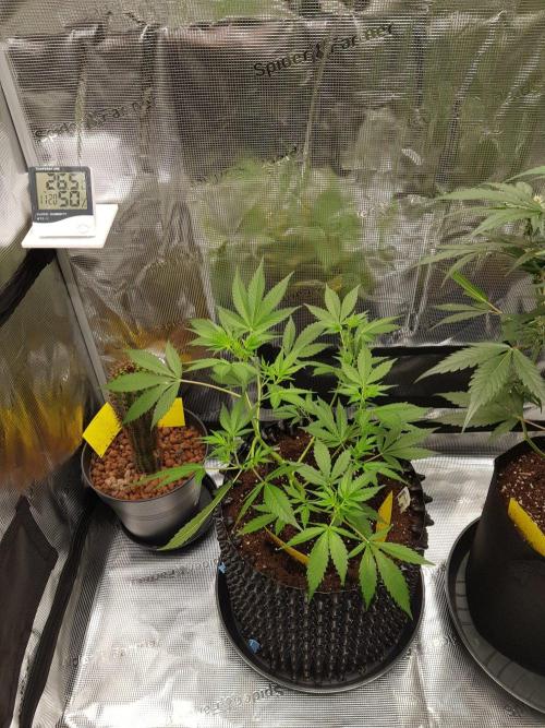 G-Thumper Auto by Good Genetix. Week 6 - 41 Tag