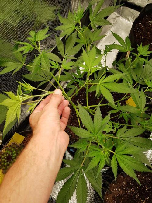 G-Thumper Auto by Good Genetix. Week 6 - 42 Tag