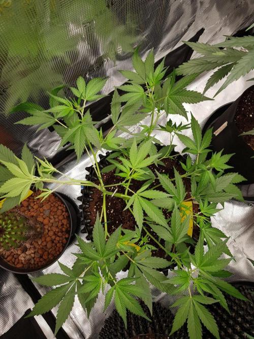 G-Thumper Auto by Good Genetix. Week 6 - 42 Tag