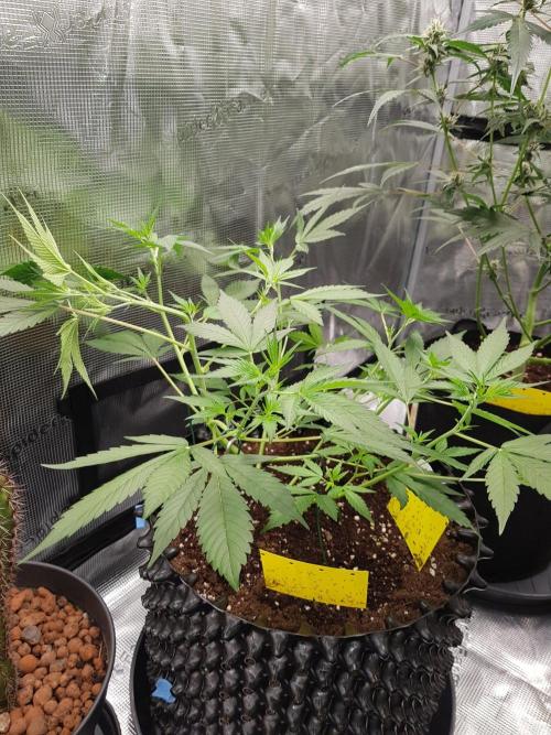G-Thumper Auto by Good Genetix. Week 6 - 42 Tag