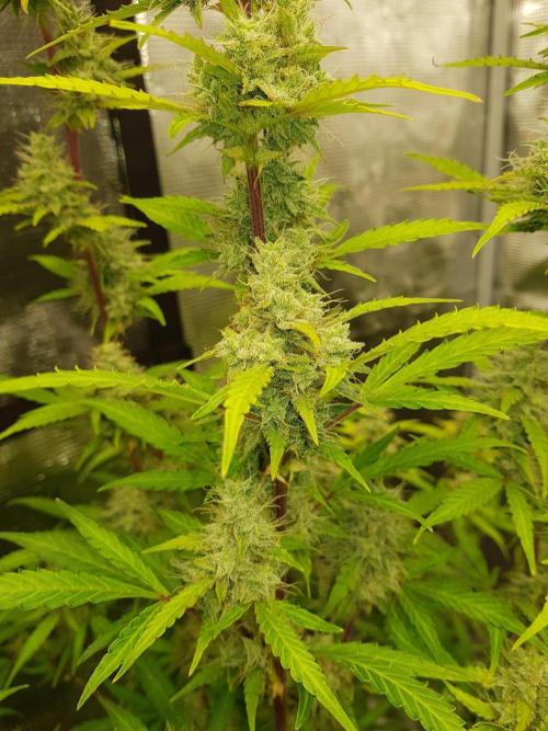 Pineapple Express Auto - Breeder Test. Week 15 - 99 Tag