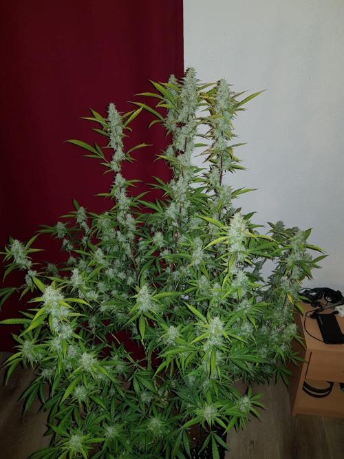 Pineapple Express Auto - Breeder Test. Week 15 - 100 Tag Ernte
