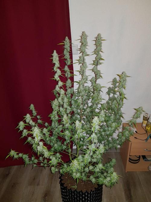 Pineapple Express Auto - Breeder Test. Week 15 - 100 Tag Ernte