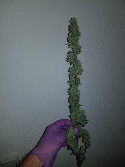 Pineapple Express Auto - Breeder Test. Week 15 - 100 Tag Ernte