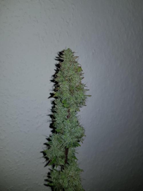 Pineapple Express Auto - Breeder Test. Week 15 - 100 Tag Ernte