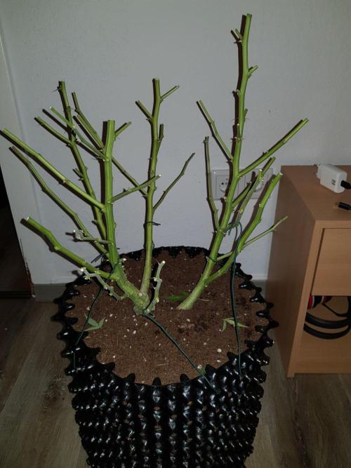 Pineapple Express Auto - Breeder Test. Week 15 - 100 Tag Ernte