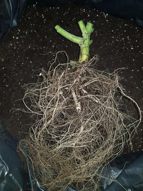 Pineapple Express Auto - Breeder Test. Week 15 - 100 Tag Ernte