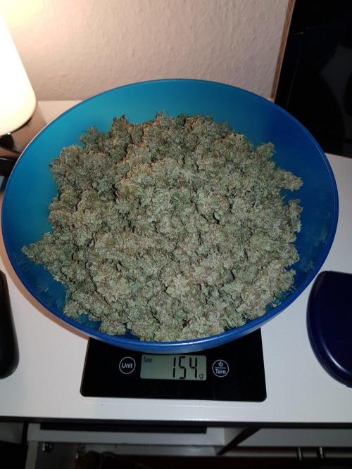 Pineapple Express Auto - Breeder Test. Week 15