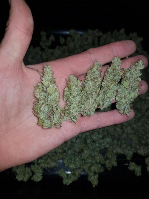 Pineapple Express Auto - Breeder Test. Week 15