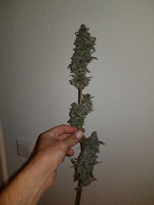 G-Nana Auto by Good Genetix. Week 11