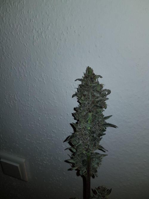 G-Nana Auto by Good Genetix. Week 11