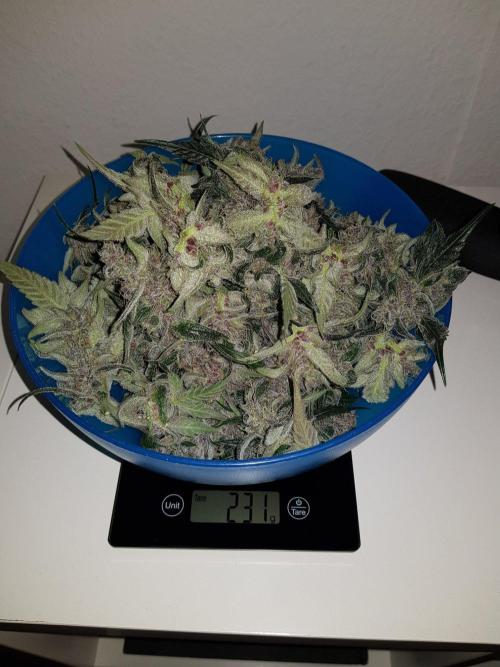 G-Nana Auto by Good Genetix. Week 11