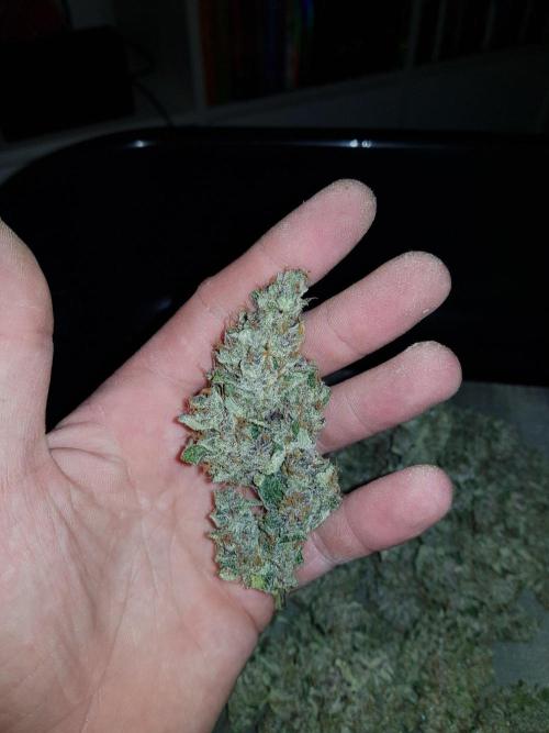 G-Nana Auto by Good Genetix. Week 11
