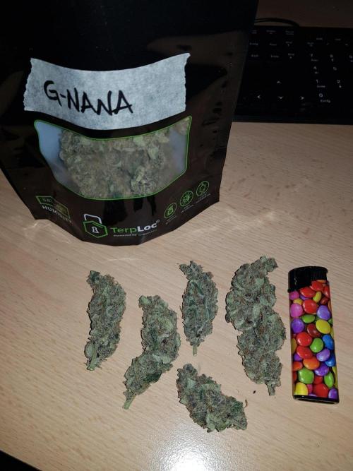 G-Nana Auto by Good Genetix. Week 11