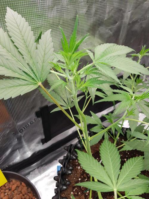 G-Thumper Auto by Good Genetix. Week 7 - 43 Tag