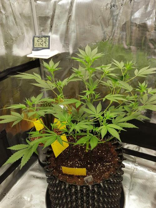 G-Thumper Auto by Good Genetix. Week 7 - 45 Tag Blüte beginn