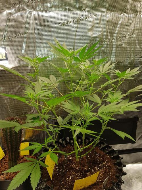 G-Thumper Auto by Good Genetix. Week 7 - 46 Tag