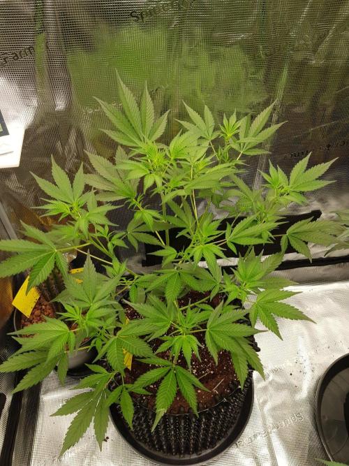 G-Thumper Auto by Good Genetix. Week 7 - 46 Tag