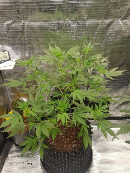 G-Thumper Auto by Good Genetix. Week 7 - 48 Tag