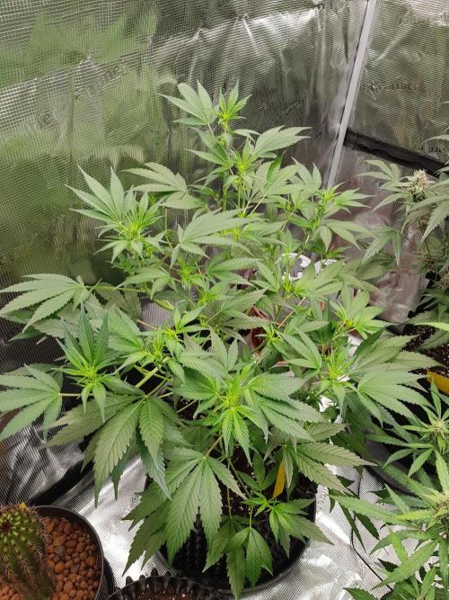 G-Thumper Auto by Good Genetix. Week 8 - 50 Tag