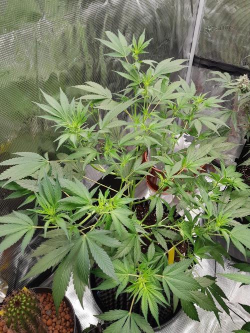 G-Thumper Auto by Good Genetix. Week 8 - 50 Tag