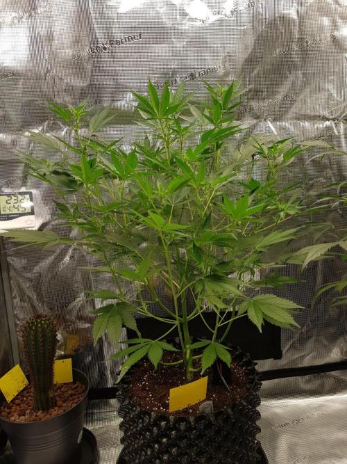 G-Thumper Auto by Good Genetix. Week 8 - 53 Tag