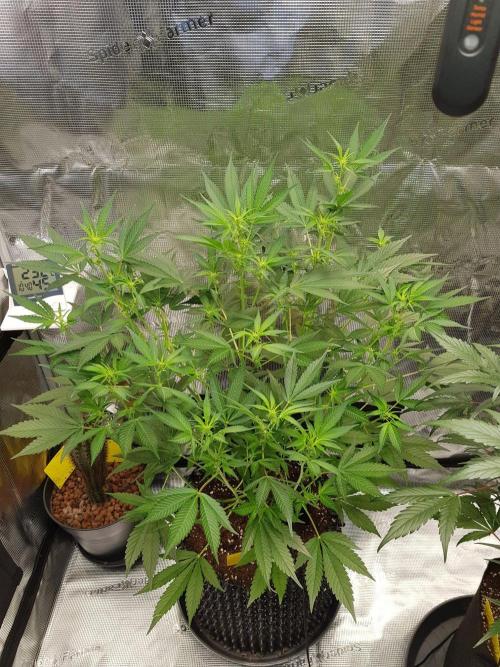 G-Thumper Auto by Good Genetix. Week 8 - 53 Tag