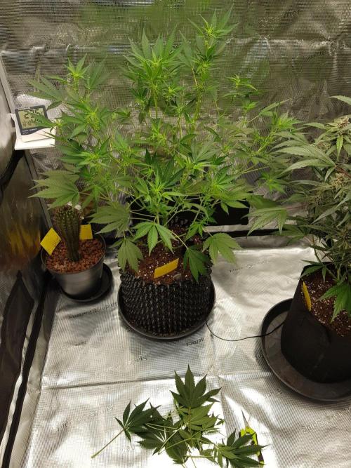 G-Thumper Auto by Good Genetix. Week 8 - 53 Tag