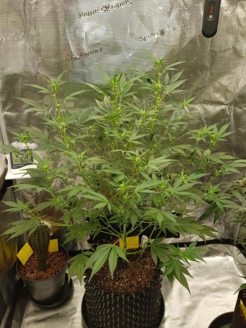 G-Thumper Auto by Good Genetix. Week 8 - 56 Tag