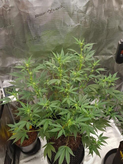 G-Thumper Auto by Good Genetix. Week 8 - 56 Tag