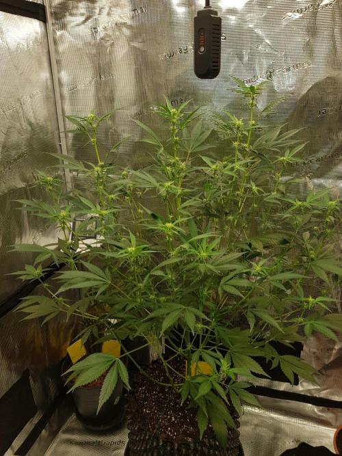 G-Thumper Auto by Good Genetix. Week 9 - 58 Tag