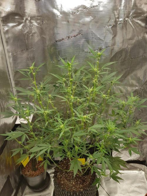 G-Thumper Auto by Good Genetix. Week 9 - 59 Tag