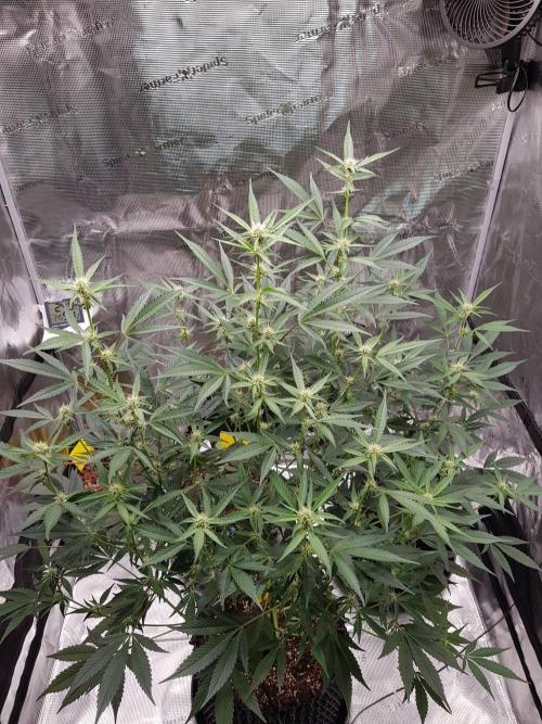 G-Thumper Auto by Good Genetix. Week 9 - 62 Tag