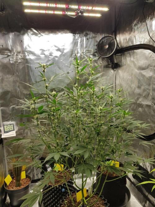 G-Thumper Auto by Good Genetix. Week 9 - 62 Tag