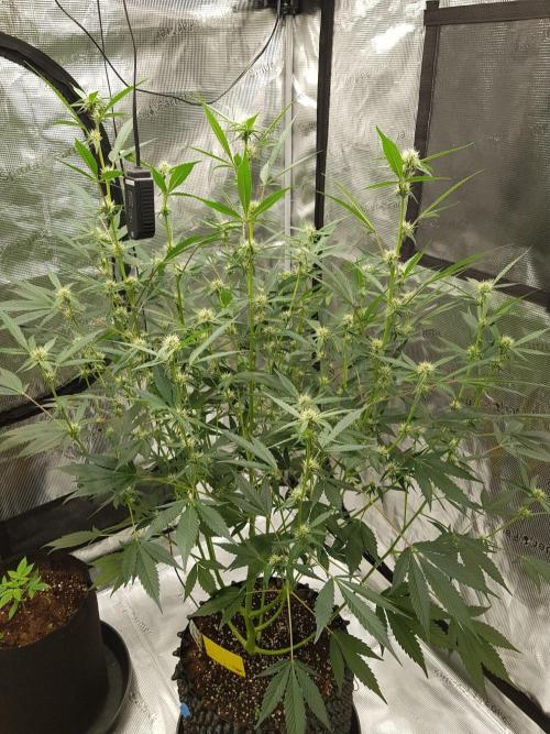 G-Thumper Auto by Good Genetix. Week 9 - 63 Tag