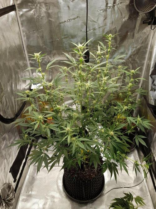 G-Thumper Auto by Good Genetix. Week 9 - 63 Tag