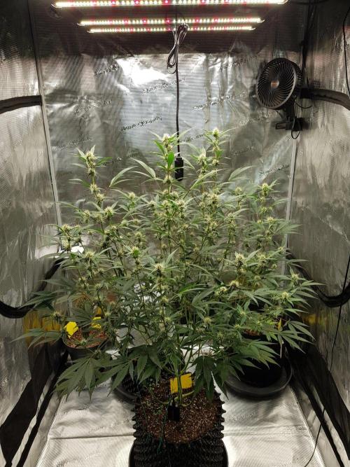 G-Thumper Auto by Good Genetix. Week 10 - 67 Tag