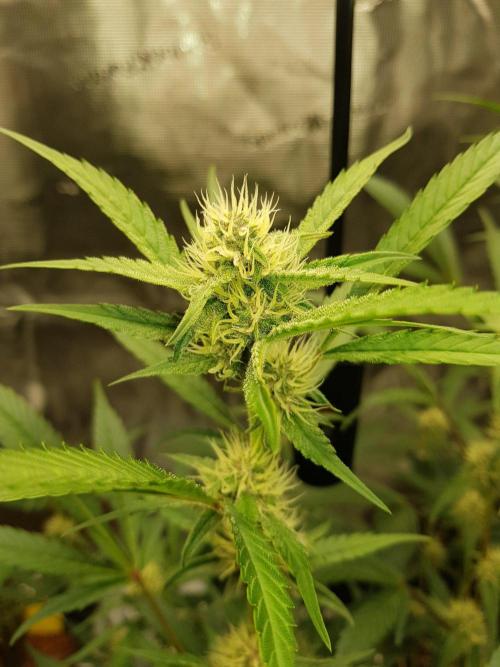 G-Thumper Auto by Good Genetix. Week 10 - 67 Tag