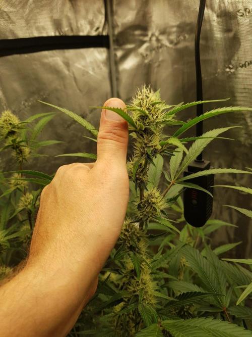 G-Thumper Auto by Good Genetix. Week 10 - 70 Tag