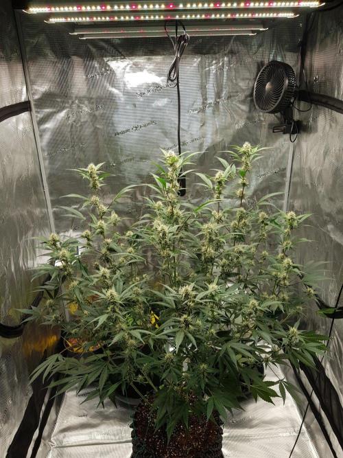 G-Thumper Auto by Good Genetix. Week 10 - 70 Tag