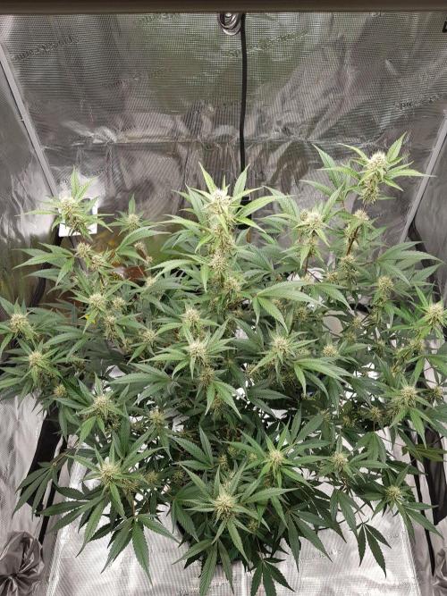G-Thumper Auto by Good Genetix. Week 10 - 70 Tag