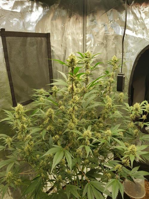 G-Thumper Auto by Good Genetix. Week 11 - 73 Tag