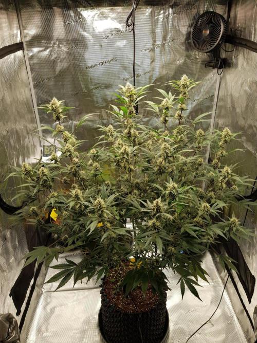 G-Thumper Auto by Good Genetix. Week 11 - 77 Tag
