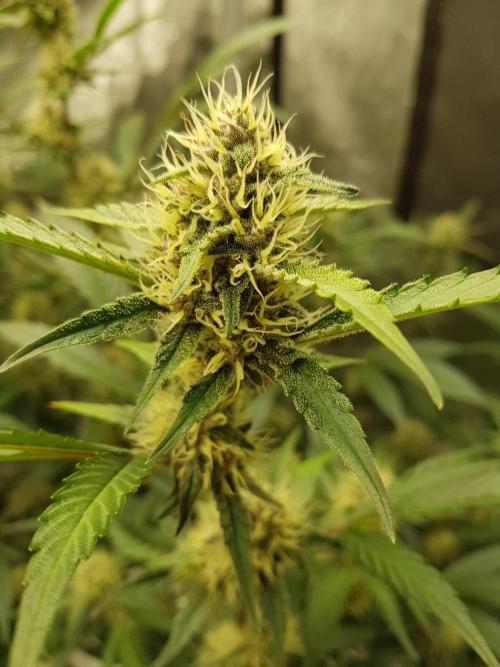 G-Thumper Auto by Good Genetix. Week 11 - 73 Tag