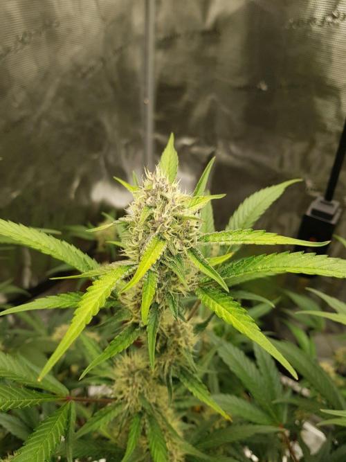 G-Thumper Auto by Good Genetix. Week 11 - 77 Tag