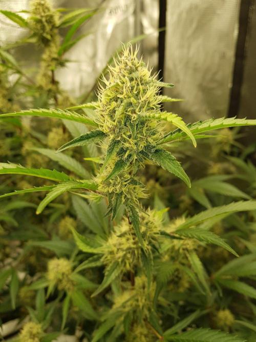 G-Thumper Auto by Good Genetix. Week 11 - 77 Tag