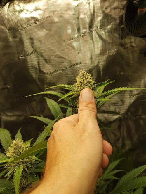 G-Thumper Auto by Good Genetix. Week 11 - 77 Tag